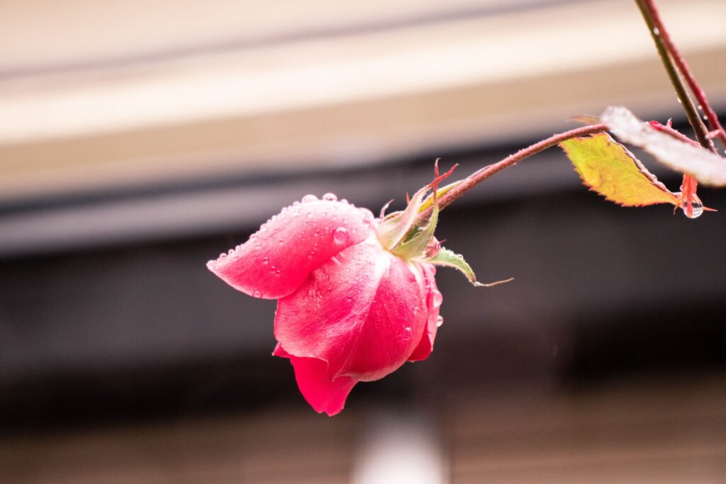 雨に濡れたバラの花
